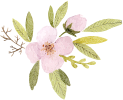 flower-image1 a